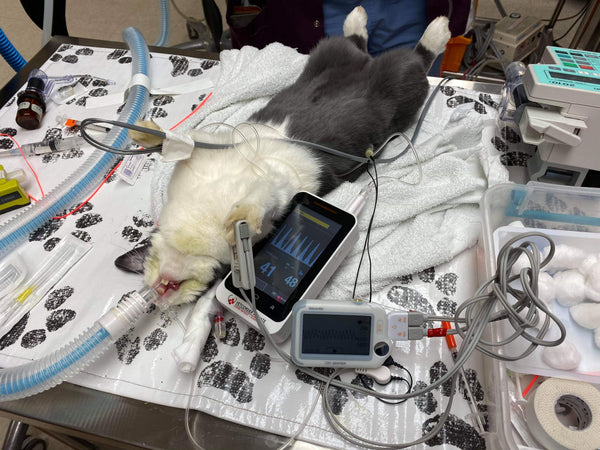 Vetcorder Airmate Capnograph System